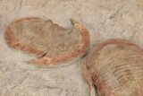 Cluster Of Harpides & Asaphellus Trilobites - Fezouata Formation #206467-5